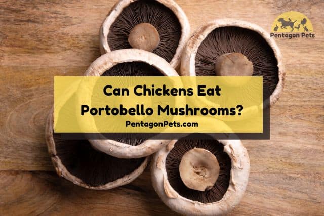Portobello mushrooms on wood table