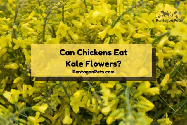 Yellow kale flowers