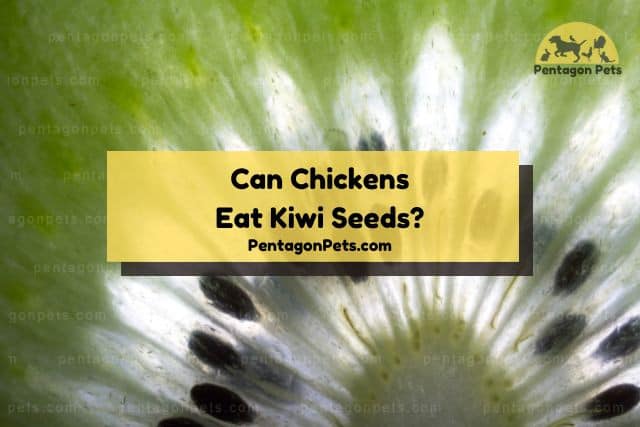 Close up of kiwi fruit seeds
