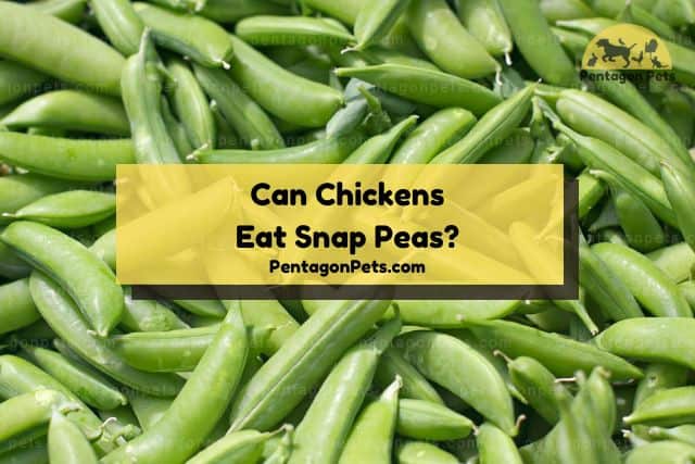 Batch of snap peas