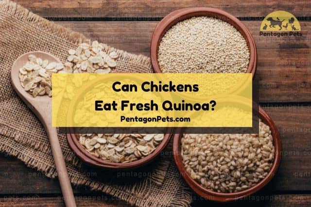 Three bowls of fresh quinoa