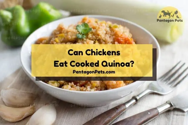 White bowl of cooked quinoa