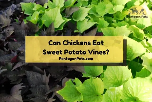 Sweet potato plant vines