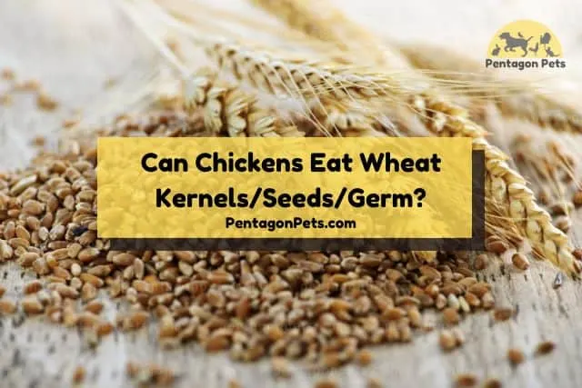Wheat kernels and seeds