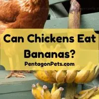 Chicken with bananas