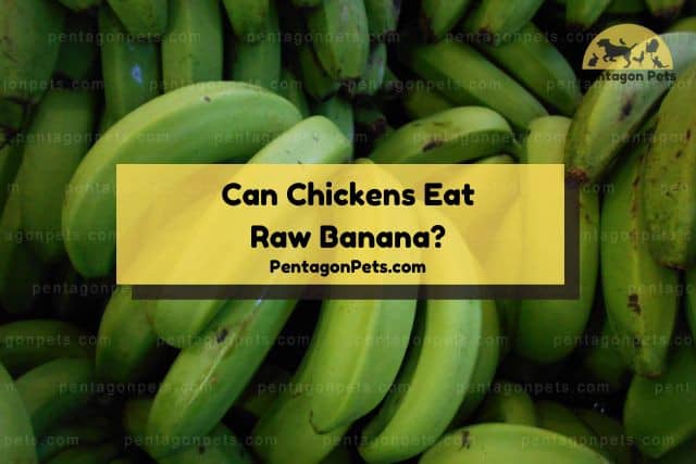Green raw bananas
