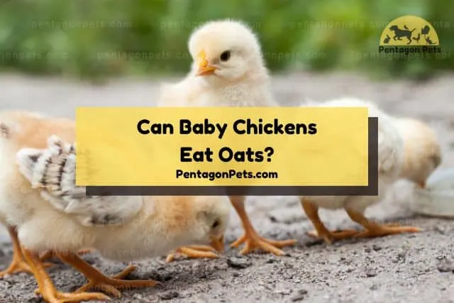 Baby chickens on dirt ground