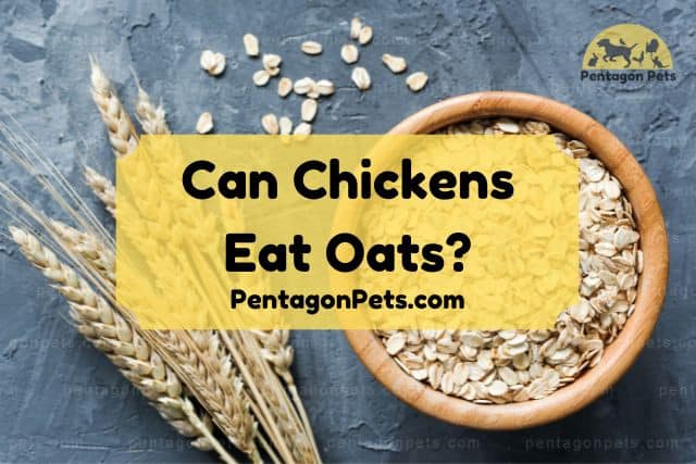 Can Chickens Eat Oats? (Is It Safe)