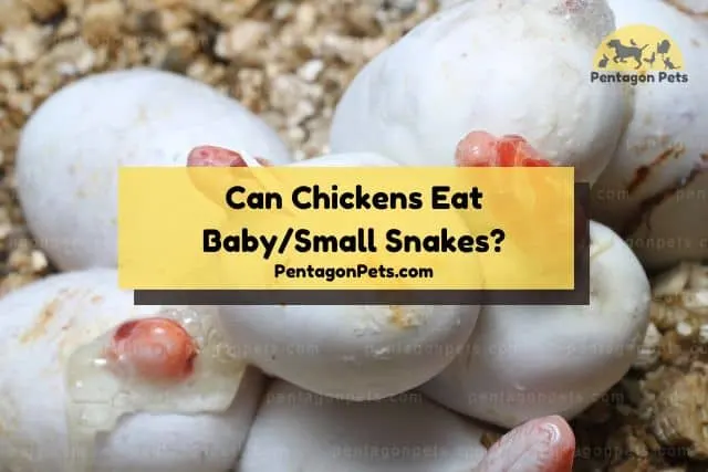 Baby snake eggs