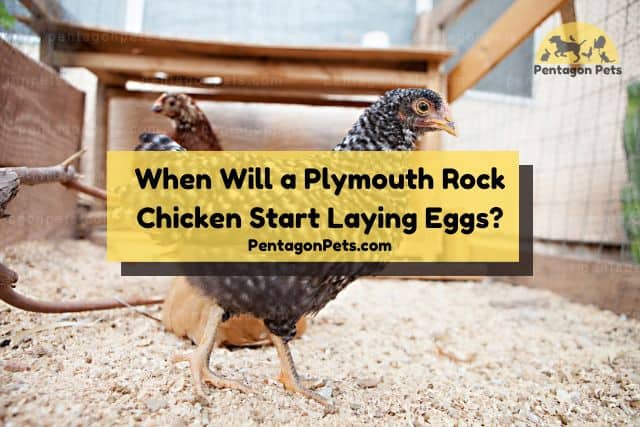 Young Plymouth Rock Chicken walking around coop