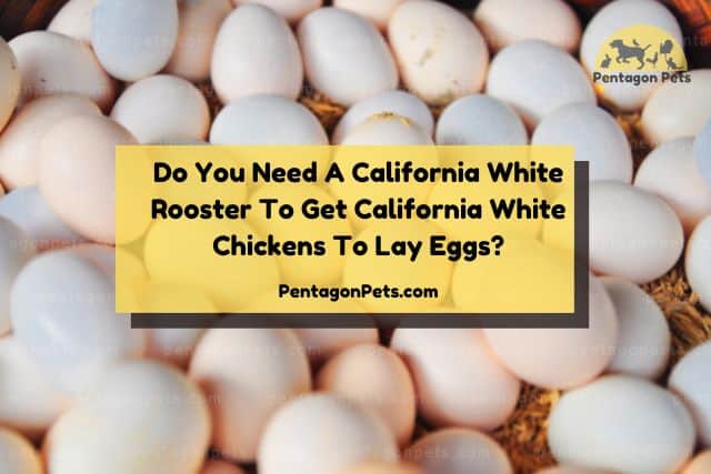 White chicken eggs