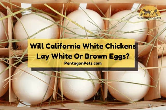 Box of white chicken eggs
