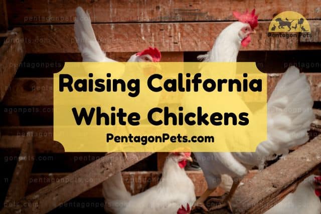 Raising California White Chickens (How To Care) - Pentagon Pets