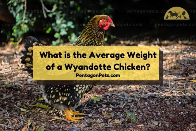 Wyandotte Chicken