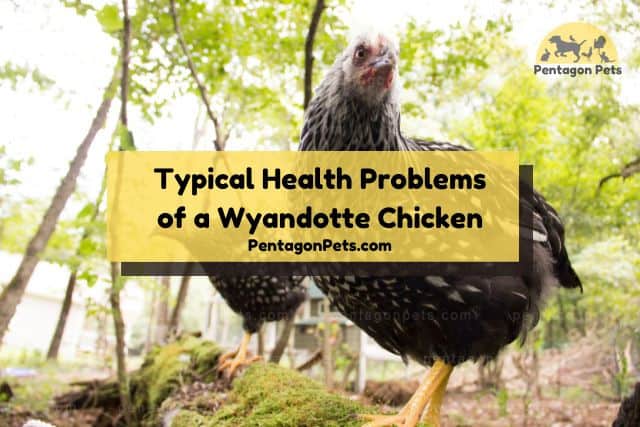 Wyandotte Chicken in the wild