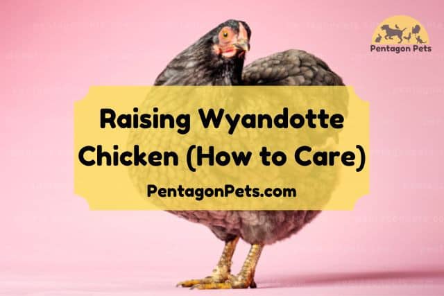 Wyandotte Chicken with pink background
