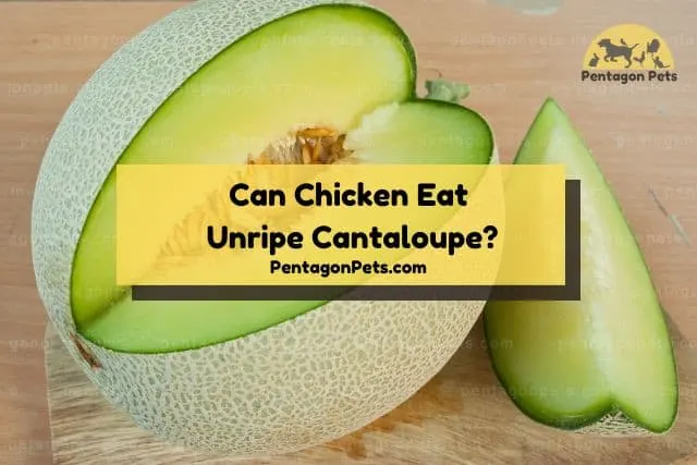 Unripe green cantaloupe