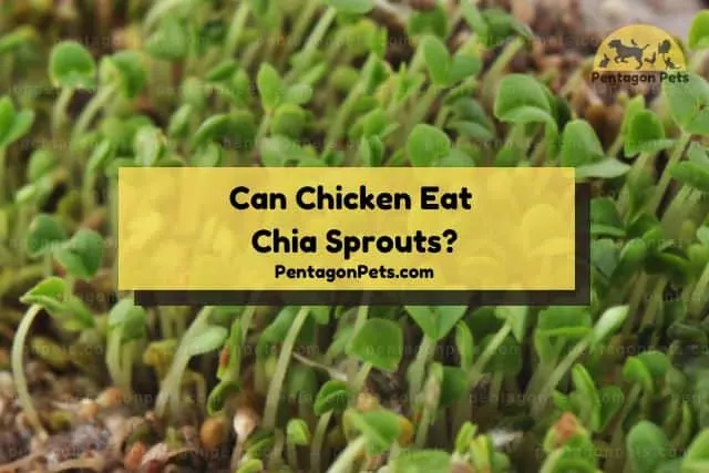 Chia seed sprout