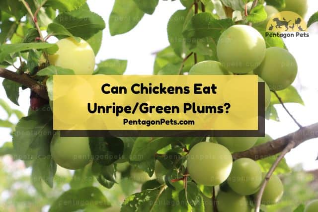 Unripe green plums on tree