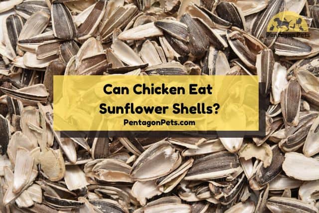 Sunflower shells
