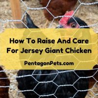 Jersey Giant Chicken inside fenced area