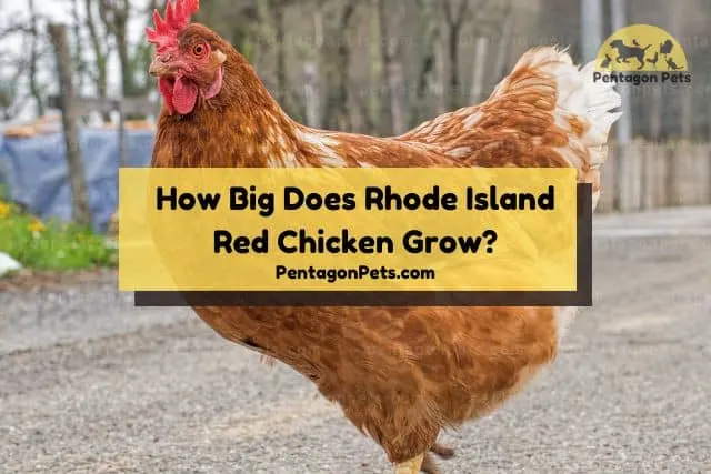 PP How To Raise And Care For Rhode Island Red Chicken 2 .webp