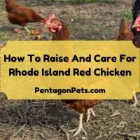 Rhode Island Red Chickens outside