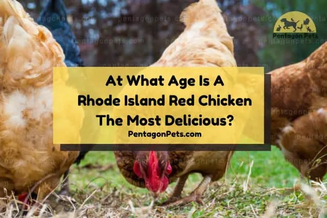 PP How To Raise And Care For Rhode Island Red Chicken 6 .webp