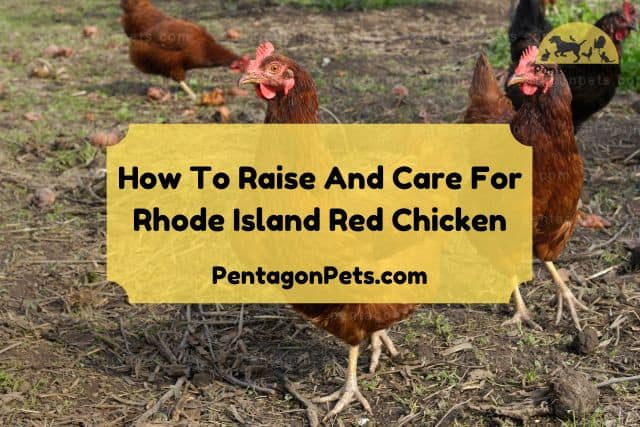 PP How To Raise And Care For Rhode Island Red Chicken 