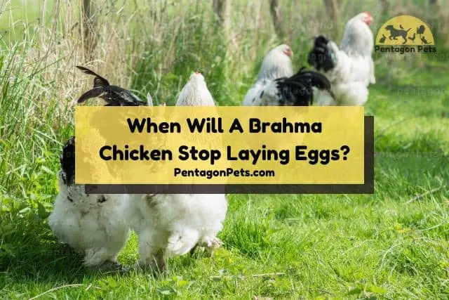 Brahma chickens free roaming