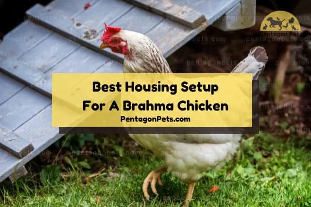 Brahma chicken outside coop