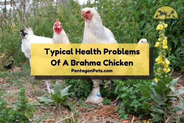 Brahma chicken outside roaming