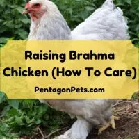 Brahma Chicken outside