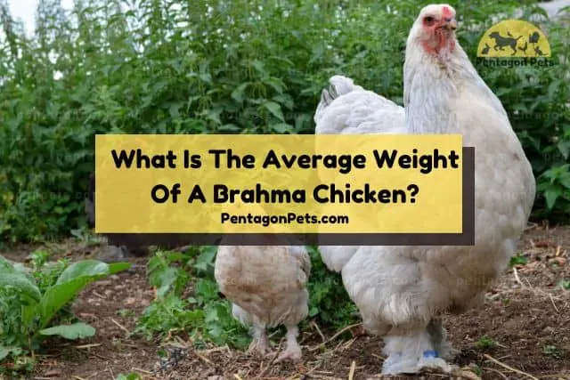 A pair of Brahma chicken