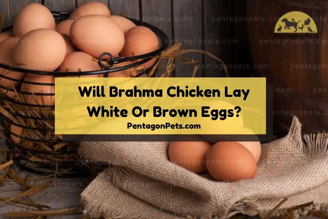 Brown chicken eggs in basket and cloth