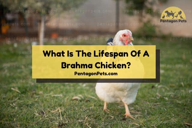 Young Brahma chicken in field