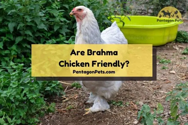 Brahma chicken free roaming