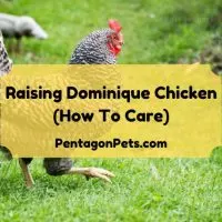 Dominique Chicken free range roaming