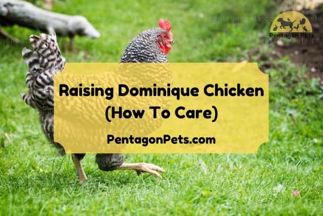 Dominique Chicken free range roaming