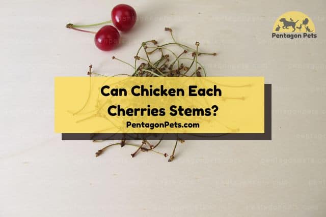 Two cherries and stems
