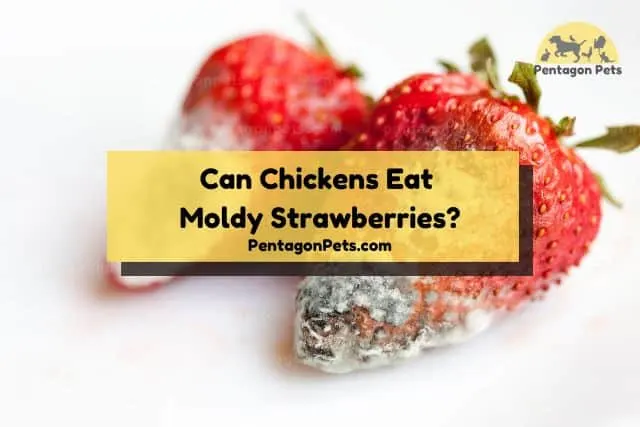 Two moldy strawberries