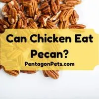 Scattered Pecan