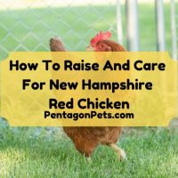 New Hampshire red chicken