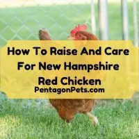 New Hampshire red chicken
