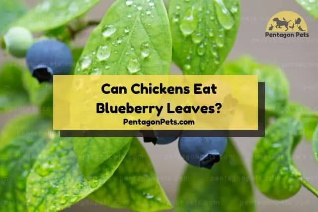 Blueberry leaves