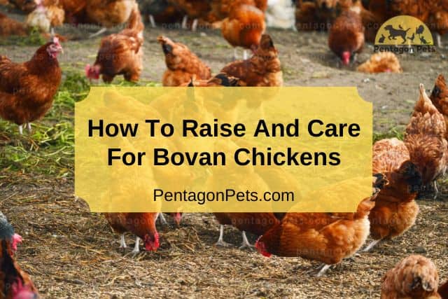 Flock of Bovan Chickens Feeding on Farm