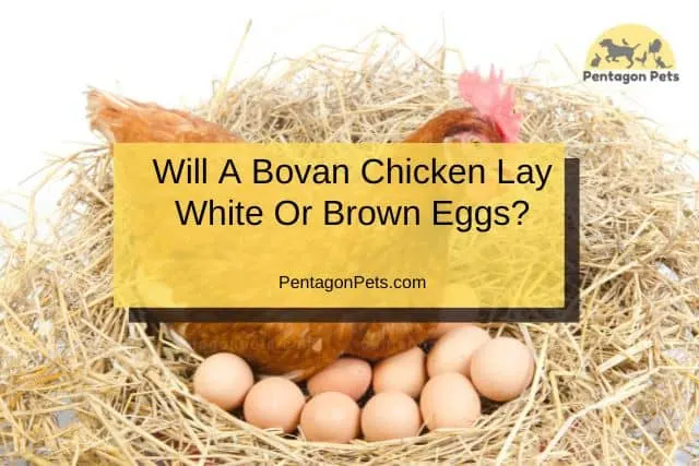 Bovan Chicken laying eggs in nest