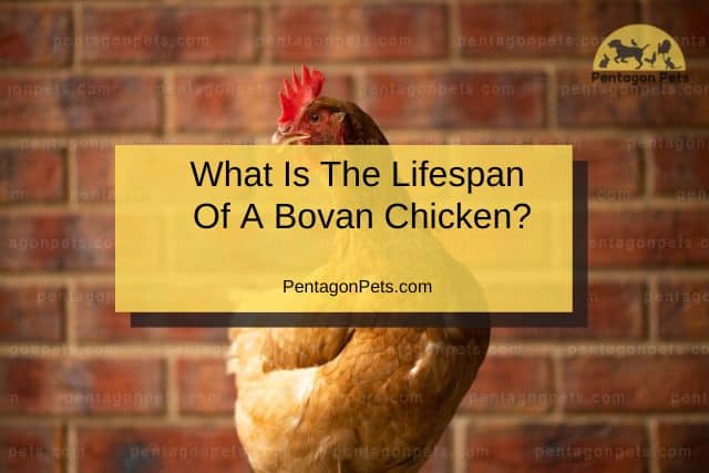 Bovan Chicken