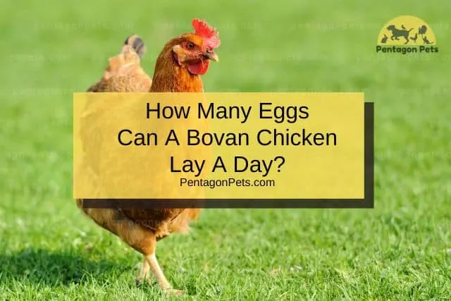 Bovan Chicken