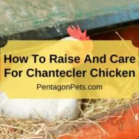 Chantecler Chicken resting in nest